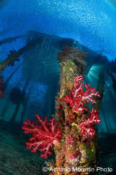 underwater photography contest winner - pier