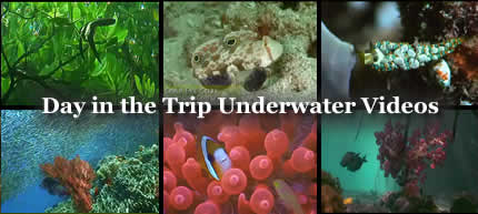 Indonesia Underwater Photography Trips