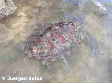 free sea turtle