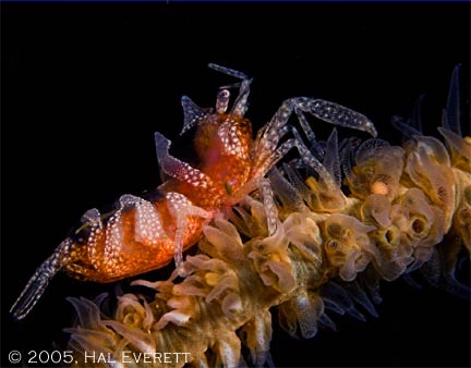 underwater photography contest winners
