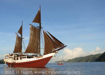 Seahorse Liveaboard in Indonesia