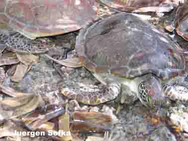 sea turtle gulag