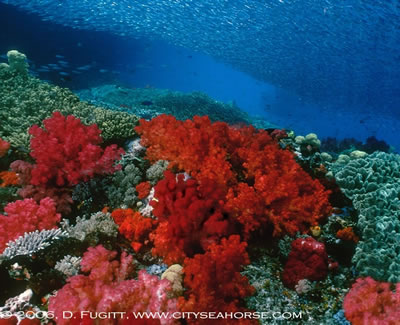 red-corals-silversides-DFugitt.jpg