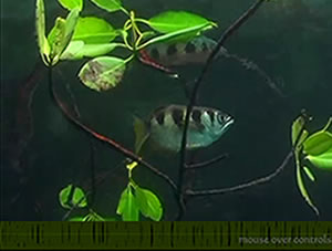 raja ampat mangrove archerfish