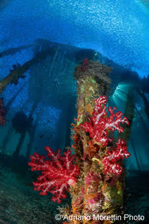Pier, Raja Ampat, Adriano Portfolio