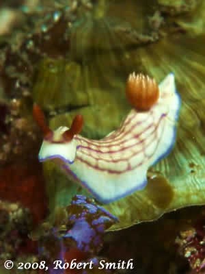 raja ampat marine protected areas