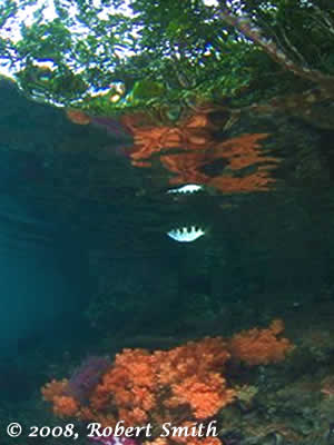raja ampat marine protected areas