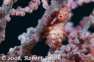 raja ampat marine protected areas