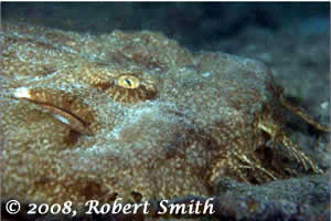 raja ampat marine protected areas