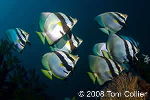 raja ampat marine protected areas