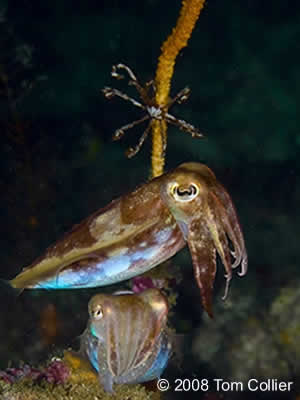 raja ampat marine protected areas