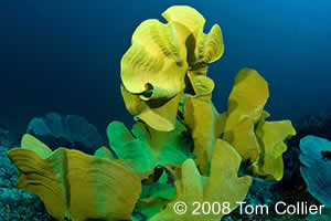 raja ampat marine protected areas