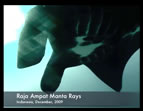 raja ampat manta video