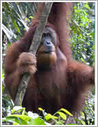 orangutan