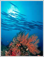 indonesia barracudas