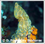 Blue Ring Octopus Raja Ampat