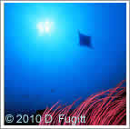 indonesia manta alley