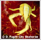 Elegant Squat Lobster