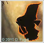 juvenile pinnate batfish