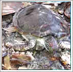 sea turtle Indonesia