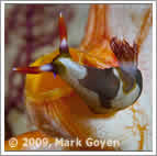 raja ampat nudibranch