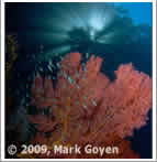 reef and rainforest