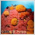 triton bay coral scene