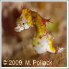raja ampat Ponthoi Seahorse