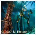 batfish under the pier