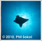 eagle ray