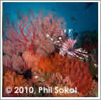 reef scene