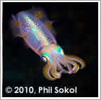 small squid