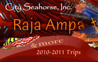 City Seahorse Raja Ampat