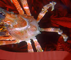 liveaboard diving Indonesia