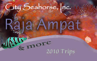 City Seahorse Raja Ampat