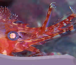liveaboard diving Indonesia