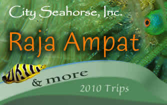 City Seahorse Raja Ampat