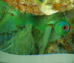 liveaboard diving Indonesia