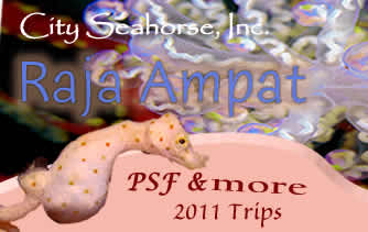 City Seahorse Raja Ampat