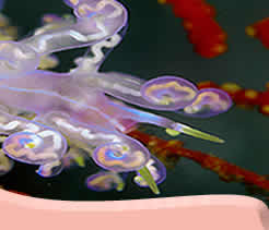 liveaboard diving Indonesia