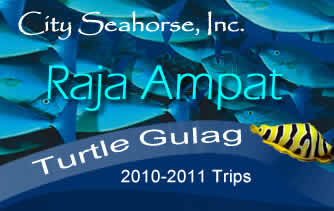 City Seahorse Raja Ampat