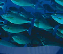 liveaboard diving Indonesia