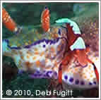 nudibranch with shrimp hitchhiker