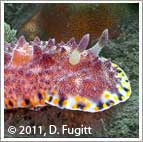 nudibranch