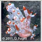 nudibranch in Raja Ampat