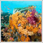 Halmahera Corals