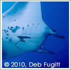 manta ray in Raja Ampat
