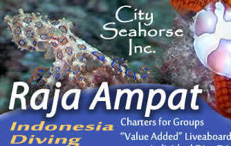 City Seahorse Raja Ampat