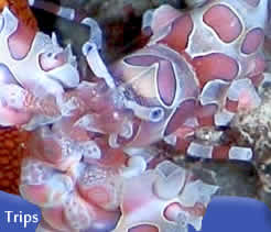 liveaboard diving Indonesia