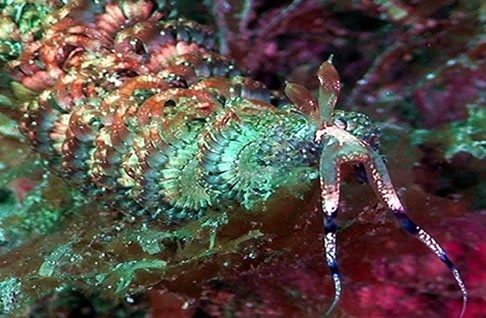 Chinese Dragon Nudibranch Pteraeolida ianthina